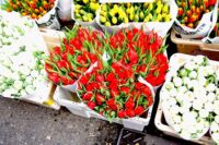 Amsterdam~オランダ・アムステルダム~