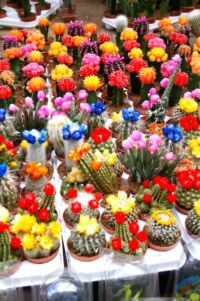 Amsterdam~オランダ・アムステルダム~