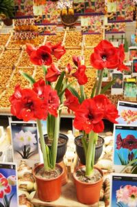 Amsterdam~オランダ・アムステルダム~